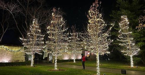 Mature trees wrapped in dense white lights across a landscaped property