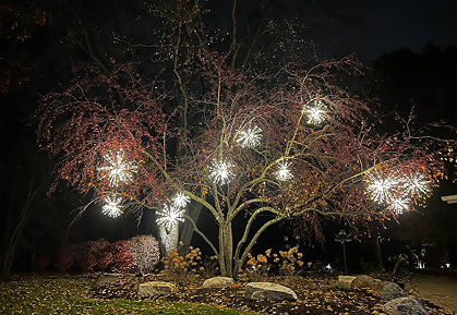 Flowering ornamental tree illuminated with warm-white lights